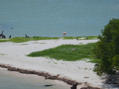 Phoenicopterus ruber