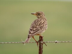 Galerida magnirostris magnirostris