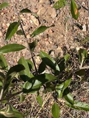 Sideroxylon lanuginosum