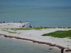 Phoenicopterus ruber