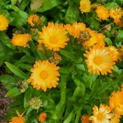 Calendula
