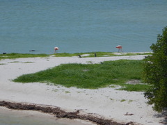 Phoenicopterus ruber