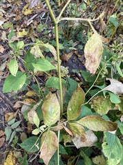 Cryptotaenia canadensis