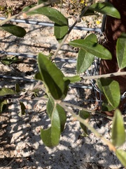 Sideroxylon lanuginosum