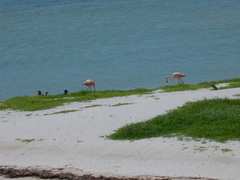 Phoenicopterus ruber