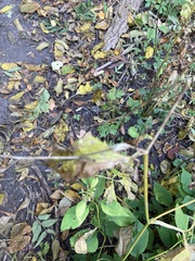 Cryptotaenia canadensis