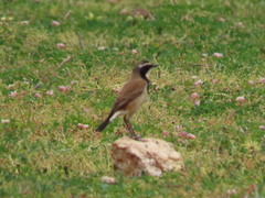 Oenanthe pileata pileata