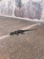 Sceloporus