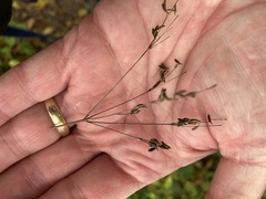 Cryptotaenia canadensis