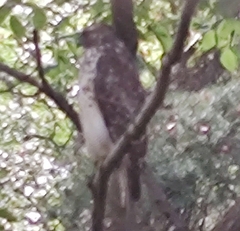 Buteo jamaicensis