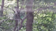 Buteo jamaicensis