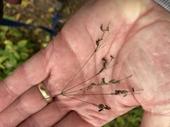 Cryptotaenia canadensis