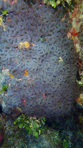 Florida Corallimorph