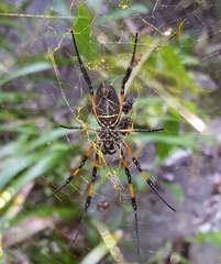 Trichonephila inaurata