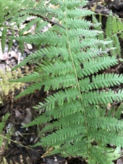 Amauropelta noveboracensis
