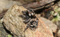 Maratus plumosus
