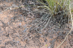 Eriogonum microtheca