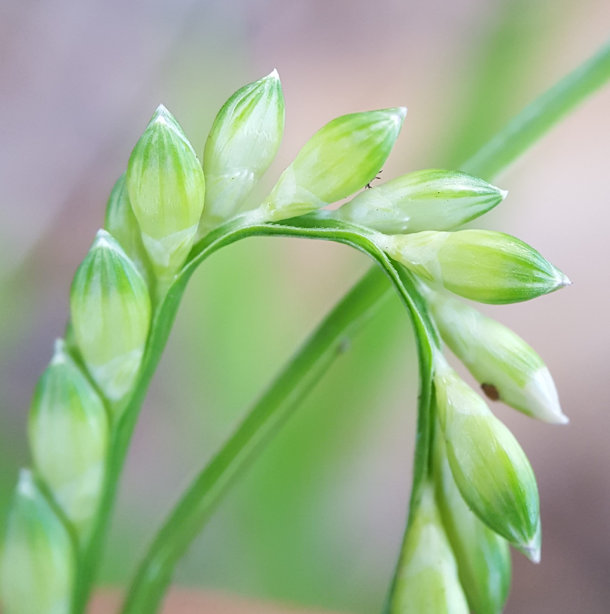 (c) François Rousseu, certains droits réservés (CC BY-NC) https://www.inaturalist.org/observations/138526134