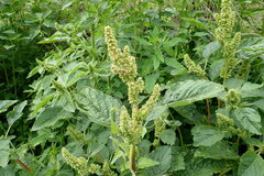 Amaranthus hybridus