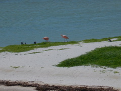 Phoenicopterus ruber