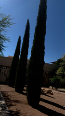 Cupressus sempervirens