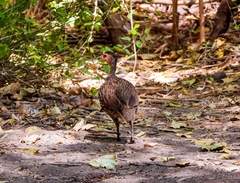 Pternistis leucoscepus