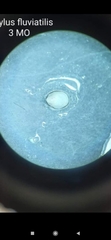Ancylus fluviatilis