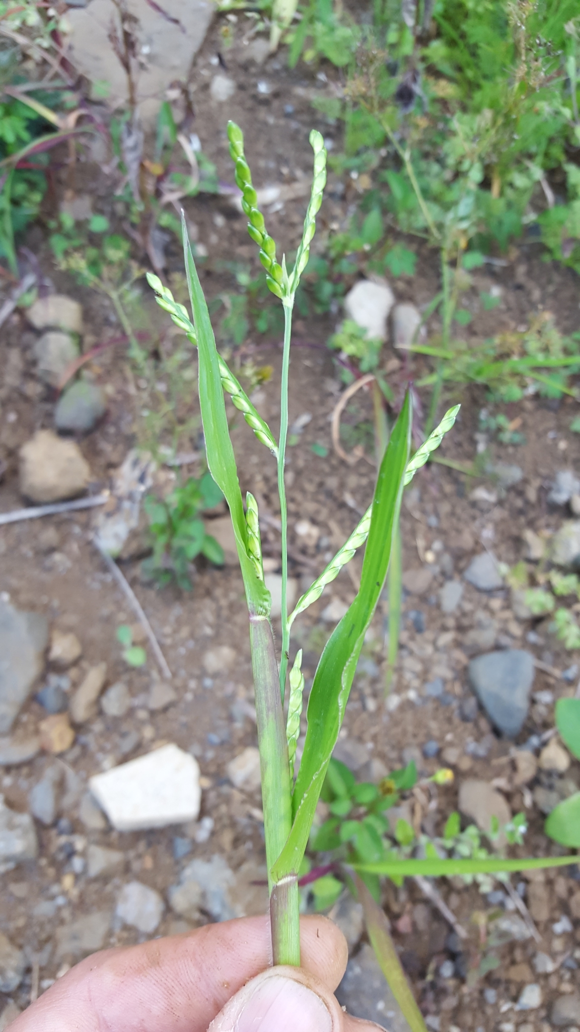 (c) François Rousseu, certains droits réservés (CC BY-NC) https://www.inaturalist.org/observations/138526134