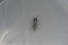 Philanthus gibbosus