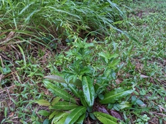 Eryngium foetidum