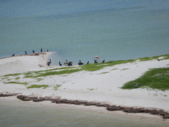 Nannopterum brasilianum