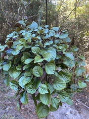Plectranthus