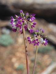 Allium campanulatum