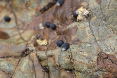 Nerita melanotragus