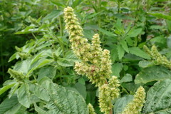 Amaranthus hybridus