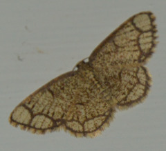 Stegania cararia