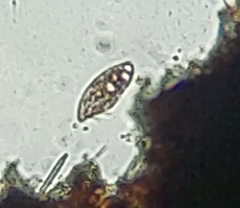 Paramecium