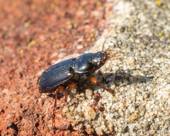 Harpalus pensylvanicus