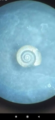 Bathyomphalus