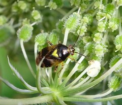 Orthops