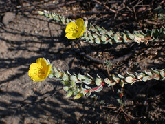 Camissoniopsis cheiranthifolia