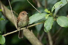 Myiophobus fasciatus