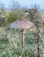 Macrolepiota procera