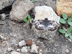 Chiomara georgina georgina