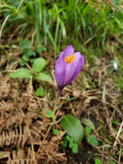 Crocus nudiflorus