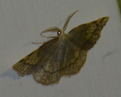 Stegania trimaculata