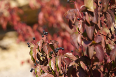 Cornus sanguinea