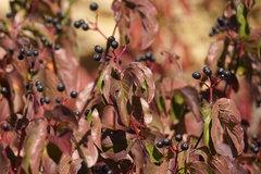Cornus sanguinea