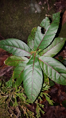 Acalypha integrifolia image