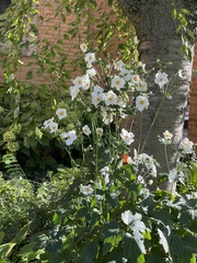 Eriocapitella hupehensis